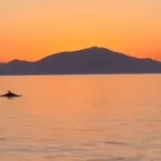δελφινι