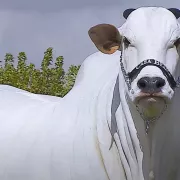 αγελαδα
