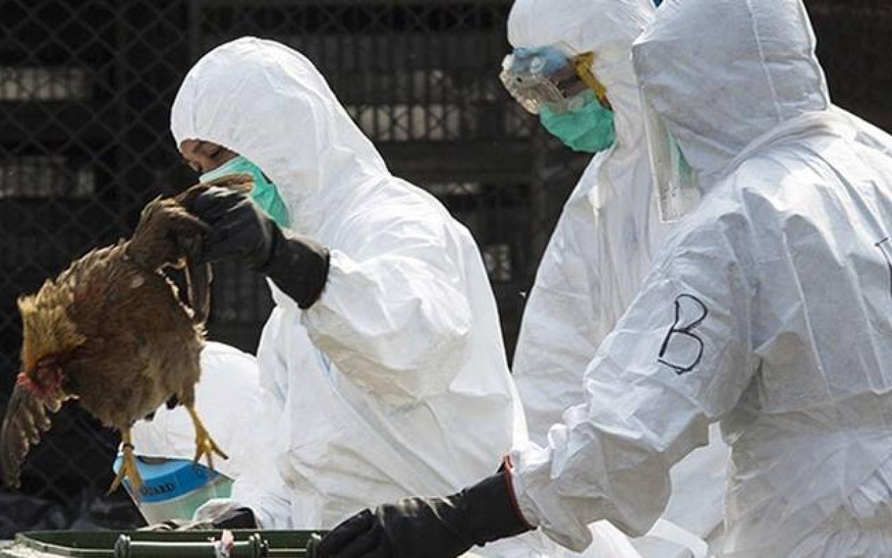 Νότια Κορέα: Ανεστάλησαν οι εισαγωγές πουλερικών από τις ΗΠΑ εξαιτίας της γρίπης των πτηνών