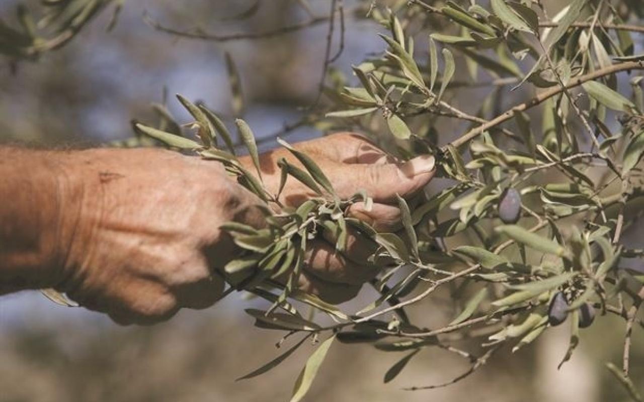 Αναστάτωση στους αγρότες της Κρήτης για το εργόσημο των αλλοδαπών εργατών 