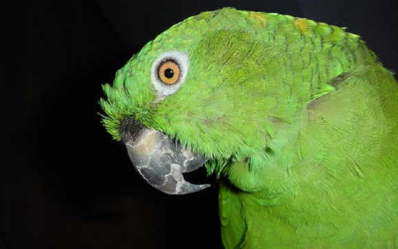 πρασινος παπαγαλος