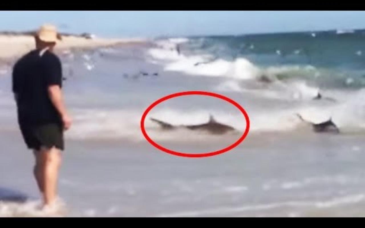 Απίστευτο θέαμα: Καρχαρίες βγήκαν σε παραλία ψάχνοντας για φαγητό (βίντεο)