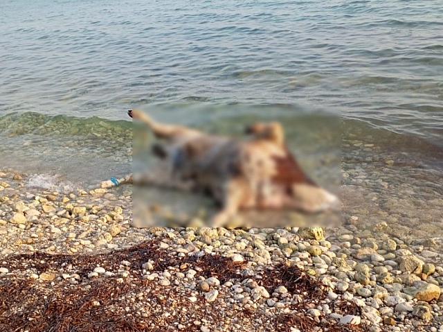 νεκρή αγελάδα