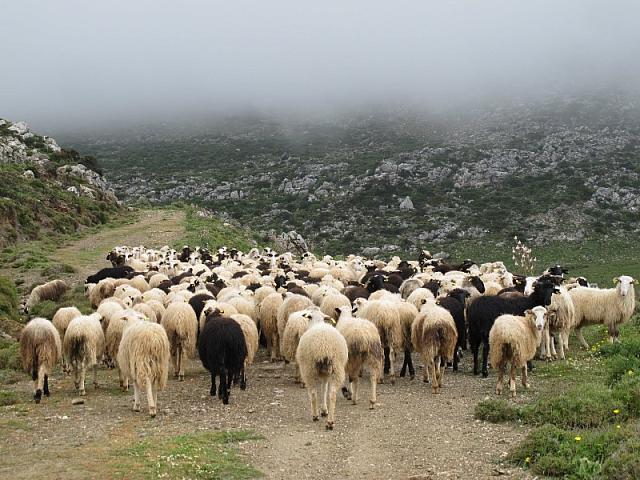 αρνιά