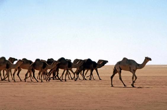 καμήλες