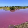 ροζ λιμνη χαβαη