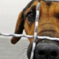 Χιλιάδες τα αδέσποτα σκυλιά στο Ηράκλειο