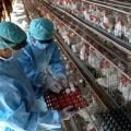 Καναδάς: Το πρώτο θανατηφόρο κρούσμα της γρίπης των πτηνών