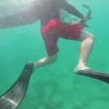Μια... χαριτωμένη επίθεση καρχαρία! (βίντεο)