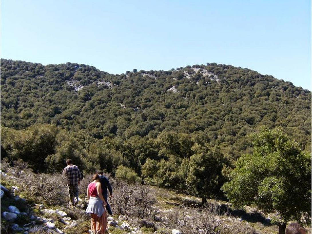 φράουλες βελόνες