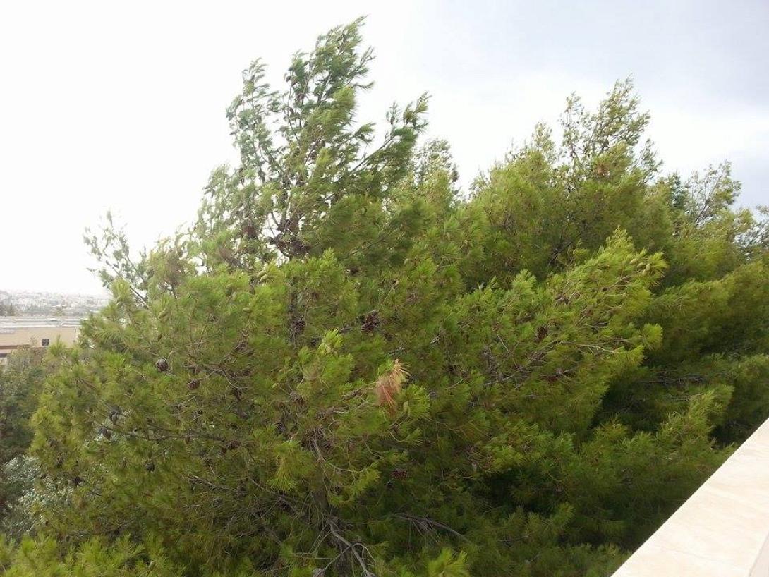 Σφοδρή κακοκαιρία στην Κρήτη ξεριζώνει δέντρα